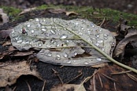 Лес, переживший войну