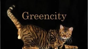 Питомник бенгальских кошек и тойгеров Greencity фото 2