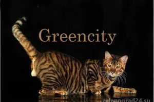 Питомник бенгальских кошек и тойгеров Greencity фото 2