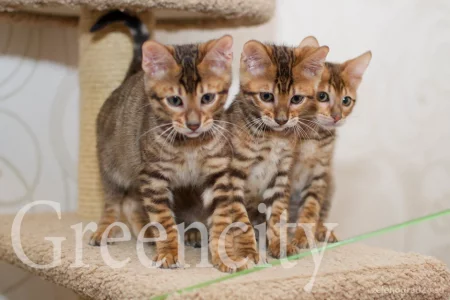 Питомник бенгальских кошек и тойгеров Greencity фото 1